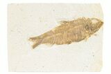 Detailed Fossil Fish (Knightia) - Wyoming #361078-1